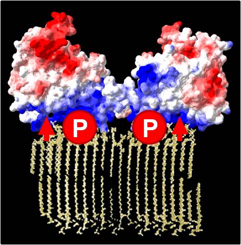 Mgliche Phosphorylierung in einer modellierten Struktur einer PI4P 5-Kinase aus Arabidopsis

