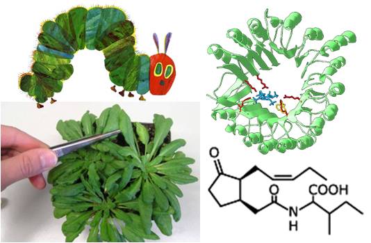 Verwundung einer Pflanze durch Raupenfra oder Pinzette; Bindung von Inositolpolyphosphat an Phytohormonrezeptor; Ja-Ile