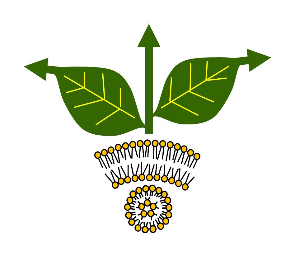 Logo Zellulre Biochemie