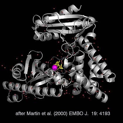 Struktur der Rinder Poly(A) Polymerase