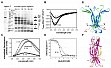 Hoffmann, A., Funkner, A., Neumann, P., Juhnke, S., Walther, M., Weininger, U., Schierhorn, A., Balbach, J., Reuter, G. and Stubbs, M.T. (2008) Biophysical characterisation of refolded Drosophila Sptzle, a cystine knot protein, reveals distinct properties of three isoforms. J. Biol. Chem. 283, 32598-32609.