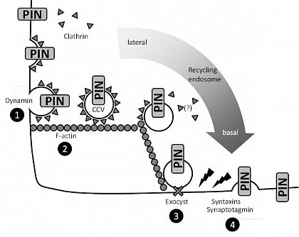<b>Endozytose, Exozytose und die Polarisierung pflanzlicher Zellen.</b> Wichtige Prozesse, die bspw. der Polarisierung von PIN-Proteinen in Wurzelzellen von Arabidopsis zugrundeliegen: Zunchst in die Plasmamembran inserierte PIN-Proteine (oben links) werden durch Clathrin-vermittelte Endozytose (CME) internalisiert. Zunchst wird das Hllprotein Clathrin an Membranbereiche rekrutiert, an denen Cargo-Proteine vorliegen ("Initiation"), was zur Bildung von clathrin-coated-pits fhrt. Clathrin-beschichtete Vesikel (CCVs) mit ihren Cargo-Proteinen werden durch Dynamine (1) von der Plasmamembran abgelst ("scission") und entlang von F-Aktin-Strngen zum recycling-endosome transportiert (2). PIN-Proteine werden in ihren Membranzielbereichen wieder inseriert, wozu zunchst sekretorische Vesikel durch Komponenten des Exocyst-Komplexes an der Membran fixiert werden (3). Schlielich werden die Vesikel unter Beteiligung von Syntaxinen und Synaptotagmin am Zielbereich in die Membran fusioniert (4). Die Beteiligung von PIs an den beschriebenen Prozessen in Pflanzen ist momentan ungeklrt.