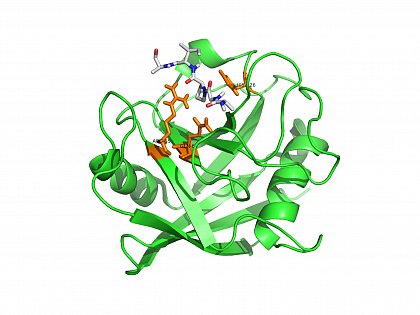 Rntgenkristallstruktur von humanem Cyclophilin A im Komplex mit einem Substratpeptid. (PDB ID:1FGL, CypA/VHAGPIAPGQNLER hier gezeigt: AGPIA) orange: Arg55, Gln63, His126 im aktiven Zentrum von CypA. Zhao et al. (1997) Structure 5: 139-146 