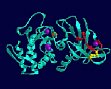 Modell der neutralen Protease