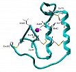 Phospholipase A2 (Arabidopsis)