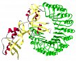 Ribonuclease A tandem enzyme