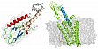 Parthier, C., Kleinschmidt, M., Neumann, P., Rudolph, R., Manhart, S., Schlenzig, D., Fanghnel, J., Rahfeld, J.-U., Demuth, H.-U. and Stubbs, M.T. (2007) Crystal structure of the incretin-bound extracellular domain of a G-protein coupled receptor. PNAS 104, 13942-13947.