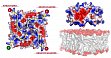 Neumann, P., Lieber, D., Meyer, S., Dautel, P., Kerth, A., Kraus, I., Garten, W. and Stubbs, M.T. (2009) Crystal structure of the Borna disease virus matrix protein (BDV-M) reveals single-stranded RNA binding properties. PNAS 106, 3710-3715.