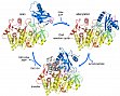 Yonus, H., Neumann, P., Zimmermann, S., May, J.J., Marahiel, M.A. and Stubbs, M.T. (2008) Crystal structure of DltA: Implications for the reaction mechanism of non-ribosomal peptide synthetase (NRPS) adenylation domains. J. Biol. Chem. 283, 32484-32491.