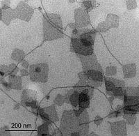 Bolalipids form fibers and square lamellae