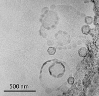 Polymer-dekorierte Vesikel
(P. Scholtysek)