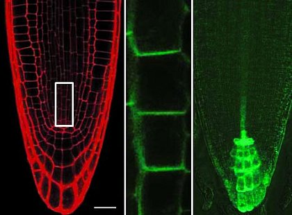 Polar distribution of PIN1:GFP in root cells of Arabidopsis thaliana. Left, Root tip stained with propidium iodide; center, PIN1:GFP-fluorescence in cells of the central cylinder (also see white box, left); right, auxin gradient visualized using a DR5:GFP-reporter. (modified from Ischebeck et al., Plant Cell 25, 4894-4911, 2013)