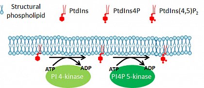 PIs sind die phosphorylierten Derivate des Phospholipids Phosphatidylinositol (PtdIns). Hier gezeigt ist eine vereinfachte Darstellung der Phosphorylierung von PtdIns zu PtdIns 4-Phosphat (PtdIns4P) und PtdIns 4,5-Bisphosphat (PtdIns(4,5)P2. Neben den gezeigten sind auch andere Phosphorylierungen möglich. PI4-Kinase und PI4P 5-Kinase sind wichtige Schlüsselenzyme des PI-Stoffwechsels. (aus Heilmann & Heilmann, Plant Biol. (Stuttg.), 2012)