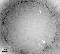 Bacterial model membrane vesicles
(S. Finger)