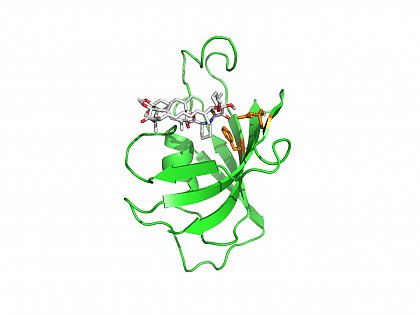 Röntgenkristallstruktur von humanem FKBP12 im Komplex mit dem Inhibitor Rapamycin. (PDB ID:1FKB, FKBP12/Rapamycin) orange: Asp37, Phe99 im aktiven Zentrum von FKBP12. Van Duyne, G.D., et al. (1991) J.Am.Chem.Soc. 113: 7433