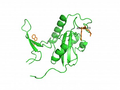 Röntgenkristallstruktur von Pin1. (PDB ID:1PIN,) orange: W34 in der WW-Domäne und Arg68, Arg69 im aktiven Zentrum der PPIase-Domäne von Pin1. Ranganathan, R., et al. (1997) Cell 89: 875-886