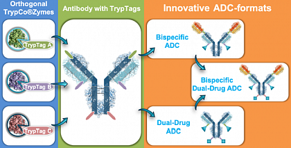 Orthogonal modification strategy by using a set of TrypCoZymes