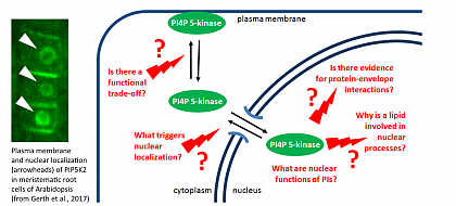 Current open questions regarding nuclear PIP-kinases