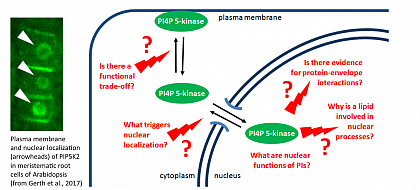 Aktuelle Fragestellungen zu nukleren PIP-Kinasen