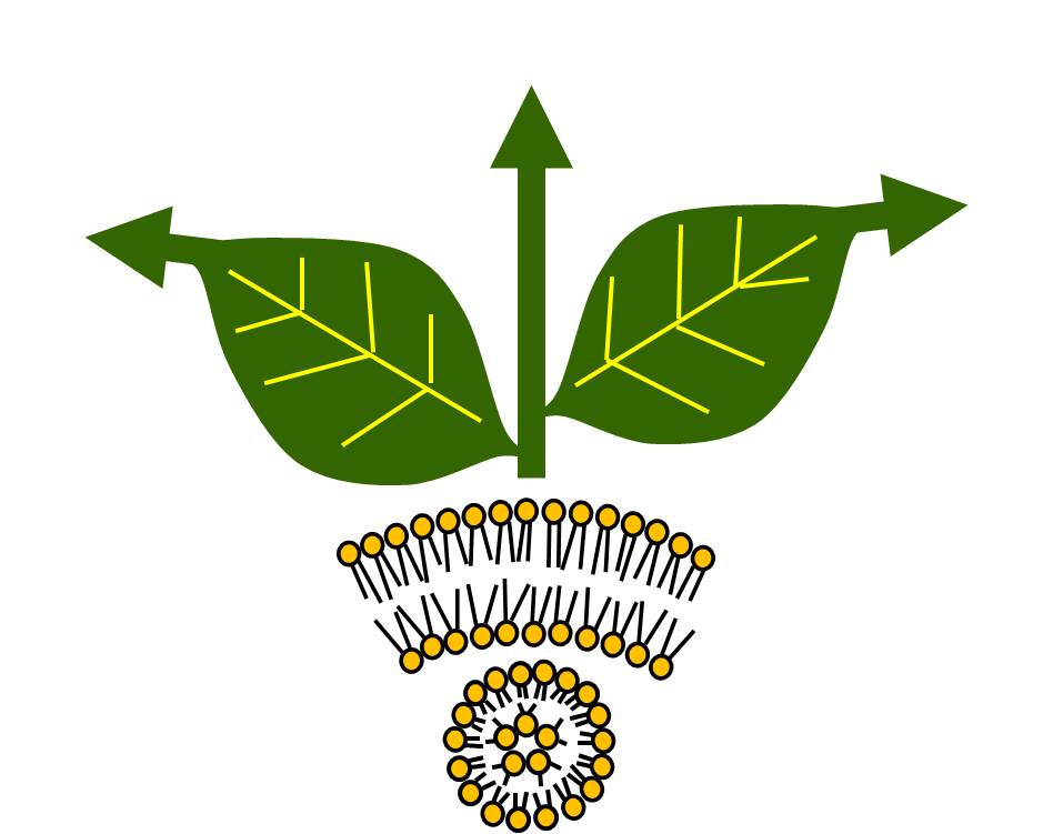 Plant Biochemistry